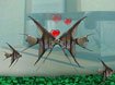 FishCo